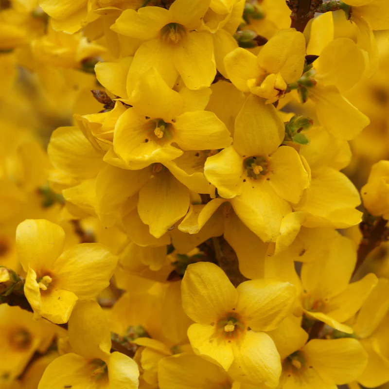 SHOW OFF® Forsythia