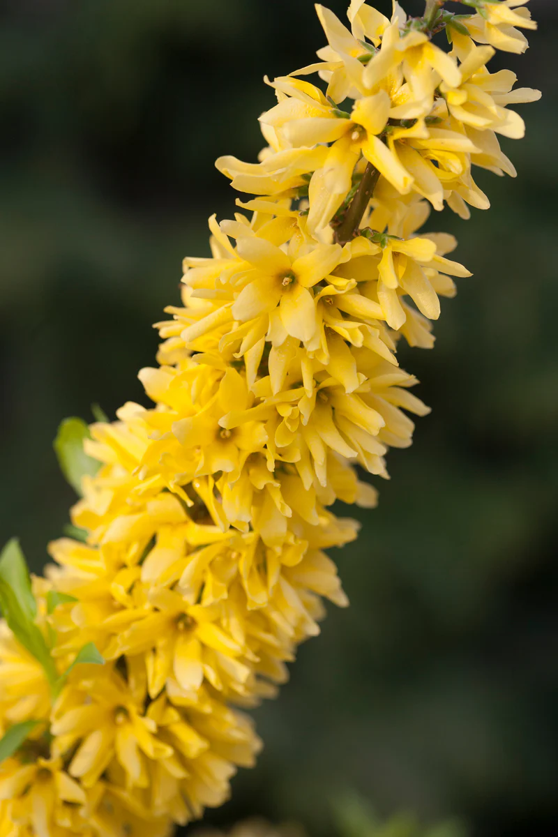 SHOW OFF® Forsythia - Image 2