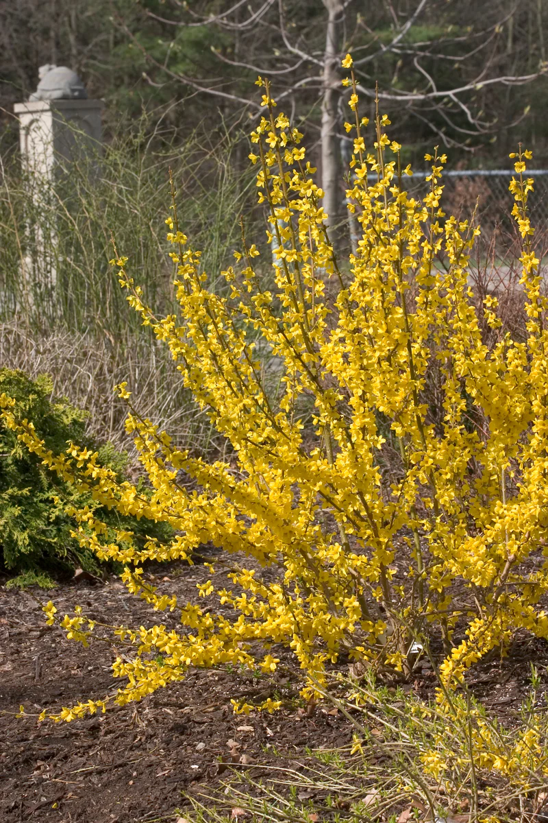 SHOW OFF® Forsythia - Image 3