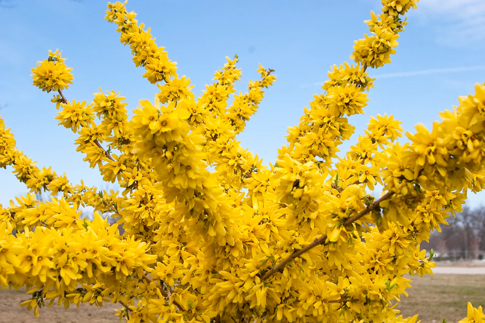 SHOW OFF® Forsythia - Image 4