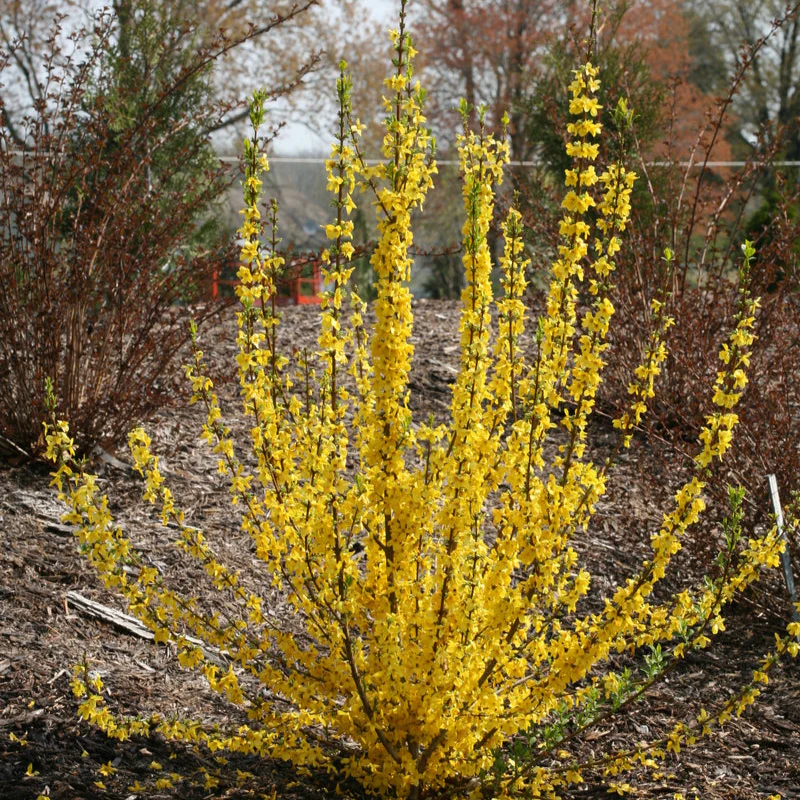 SHOW OFF STARLET® Forsythia