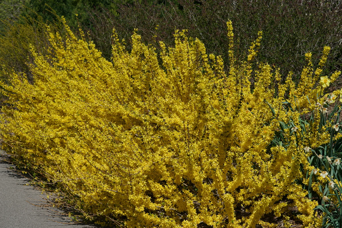 SHOW OFF STARLET® Forsythia - Image 2