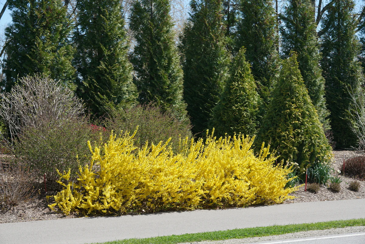 SHOW OFF STARLET® Forsythia - Image 3