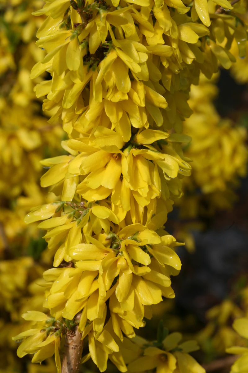 SHOW OFF STARLET® Forsythia - Image 4