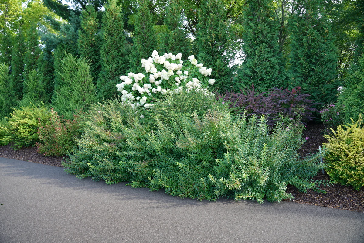 SHOW OFF STARLET® Forsythia - Image 5