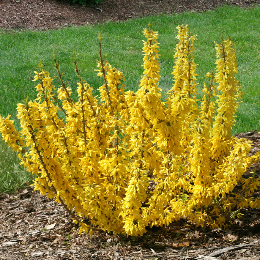 SHOW OFF® SUGAR BABY® Forsythia