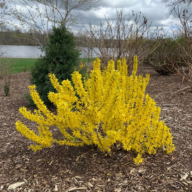 SHOW OFF® SUGAR BABY® Forsythia - Image 2
