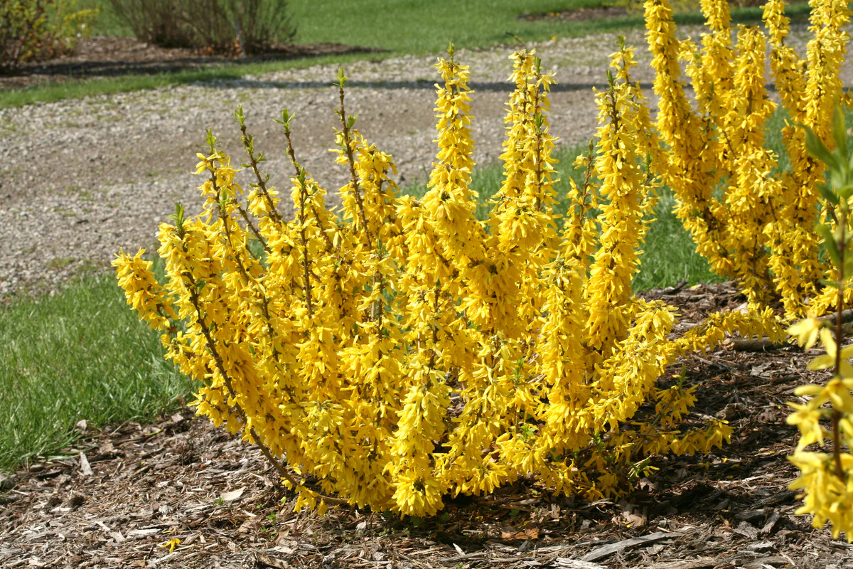 SHOW OFF® SUGAR BABY® Forsythia - Image 3
