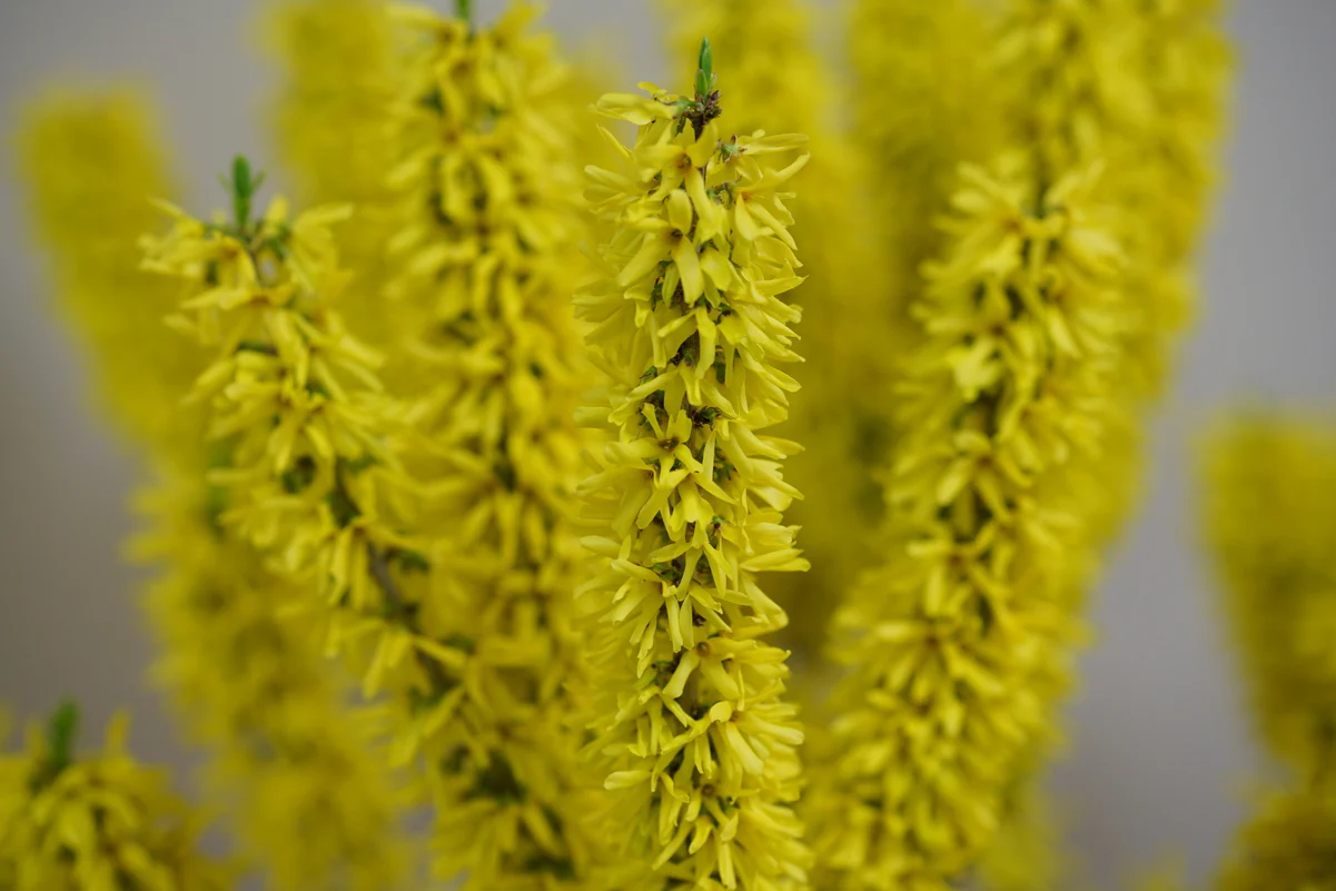 SHOW OFF® SUGAR BABY® Forsythia - Image 4