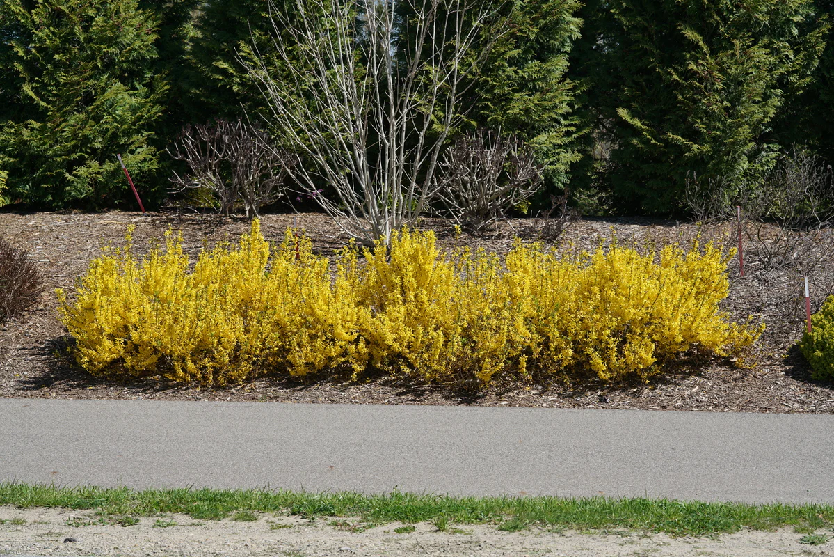 SHOW OFF® SUGAR BABY® Forsythia - Image 5