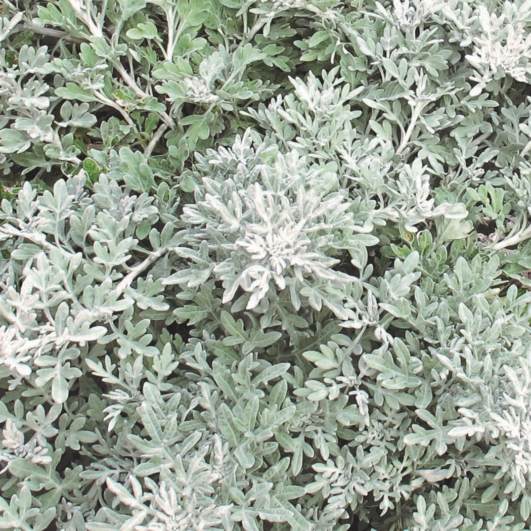 Silver Bullet® Artemisia | Proven Winners ®