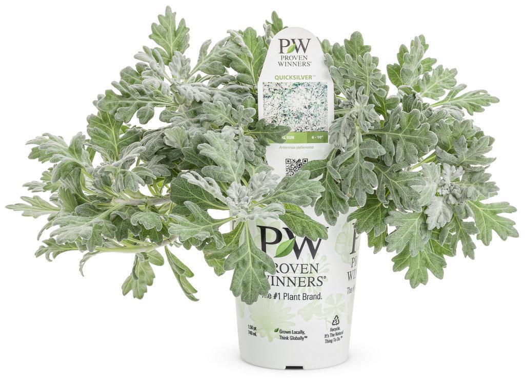Silver Bullet® Artemisia | Proven Winners ® - Image 2