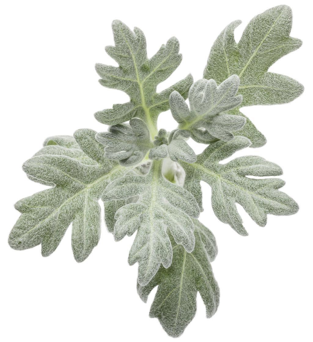Silver Bullet® Artemisia | Proven Winners ® - Image 3