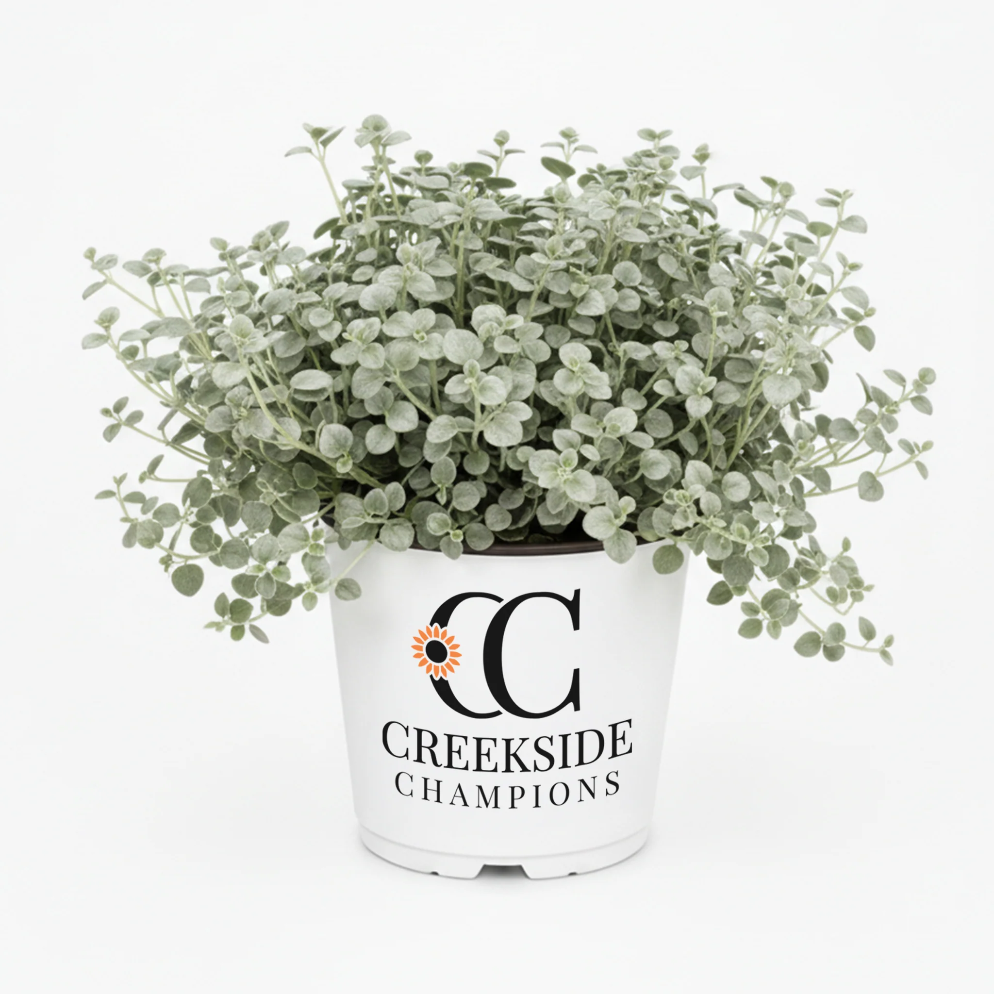 Silver Falls™ Dichondra | Creekside Champions™