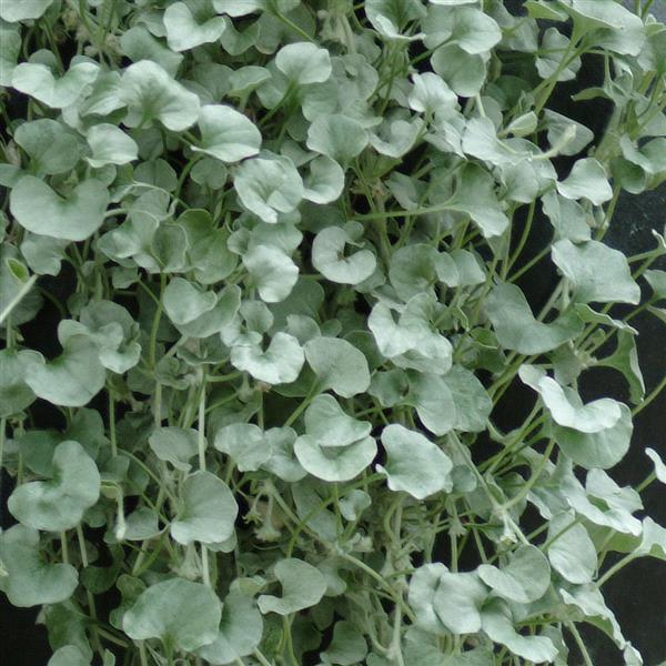Silver Falls™ Dichondra | Creekside Champions™ - Image 2