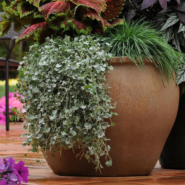 Silver Falls™ Dichondra | Creekside Champions™ - Image 3