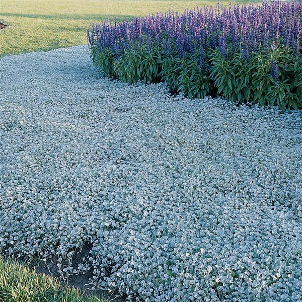 Silver Falls™ Dichondra | Creekside Champions™ - Image 4