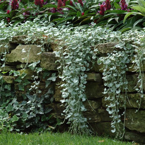 Silver Falls™ Dichondra | Creekside Champions™ - Image 5