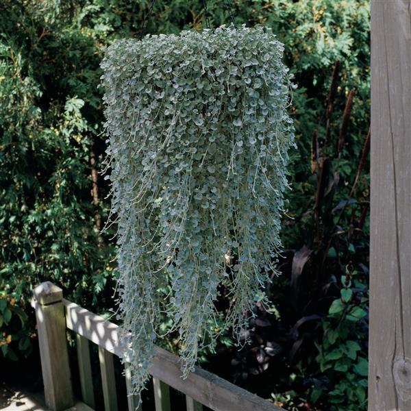 Silver Falls™ Dichondra | Creekside Champions™ - Image 6