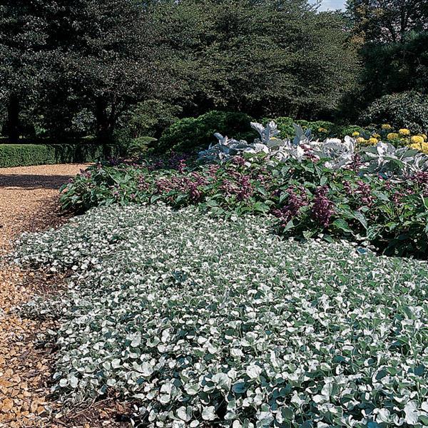 Silver Falls™ Dichondra | Creekside Champions™ - Image 7
