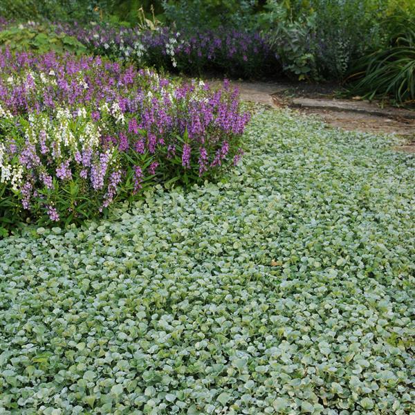 Silver Falls™ Dichondra | Creekside Champions™ - Image 8