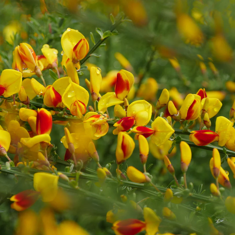SISTER DISCO® Scotch Broom