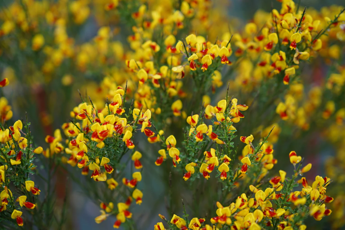 SISTER DISCO® Scotch Broom - Image 2