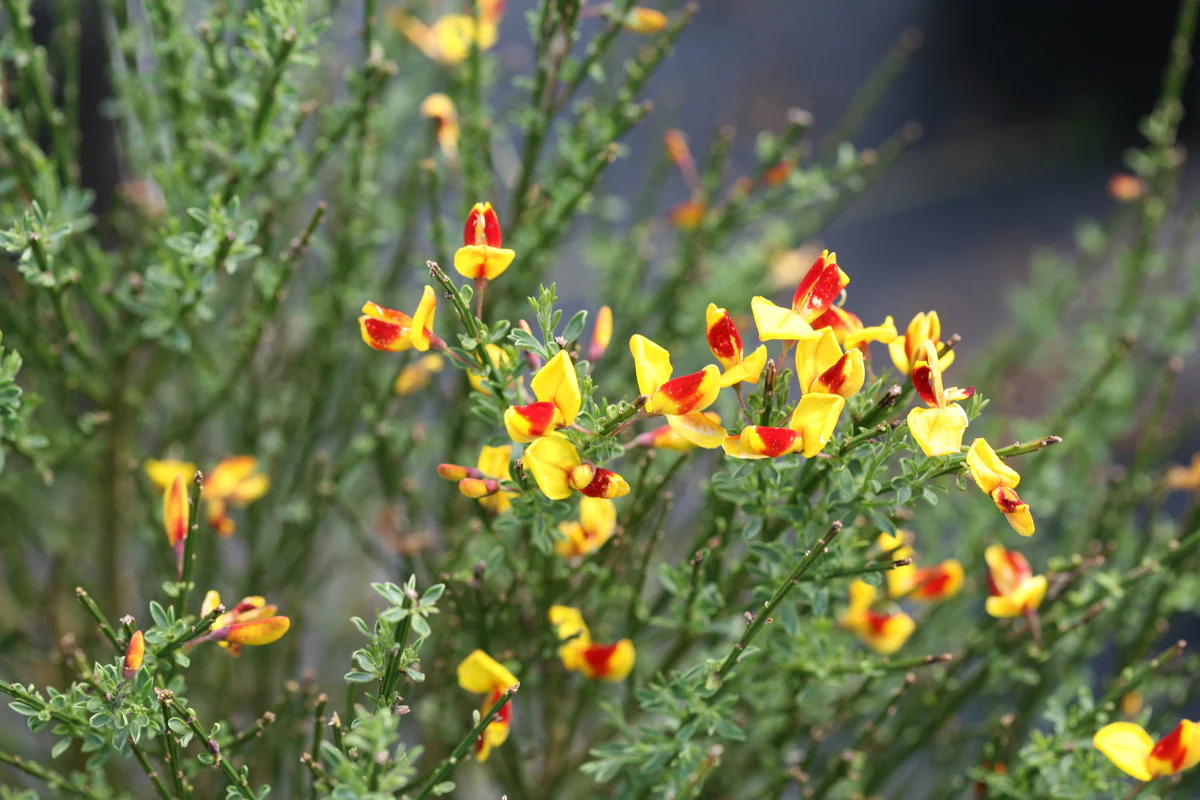 SISTER DISCO® Scotch Broom - Image 3