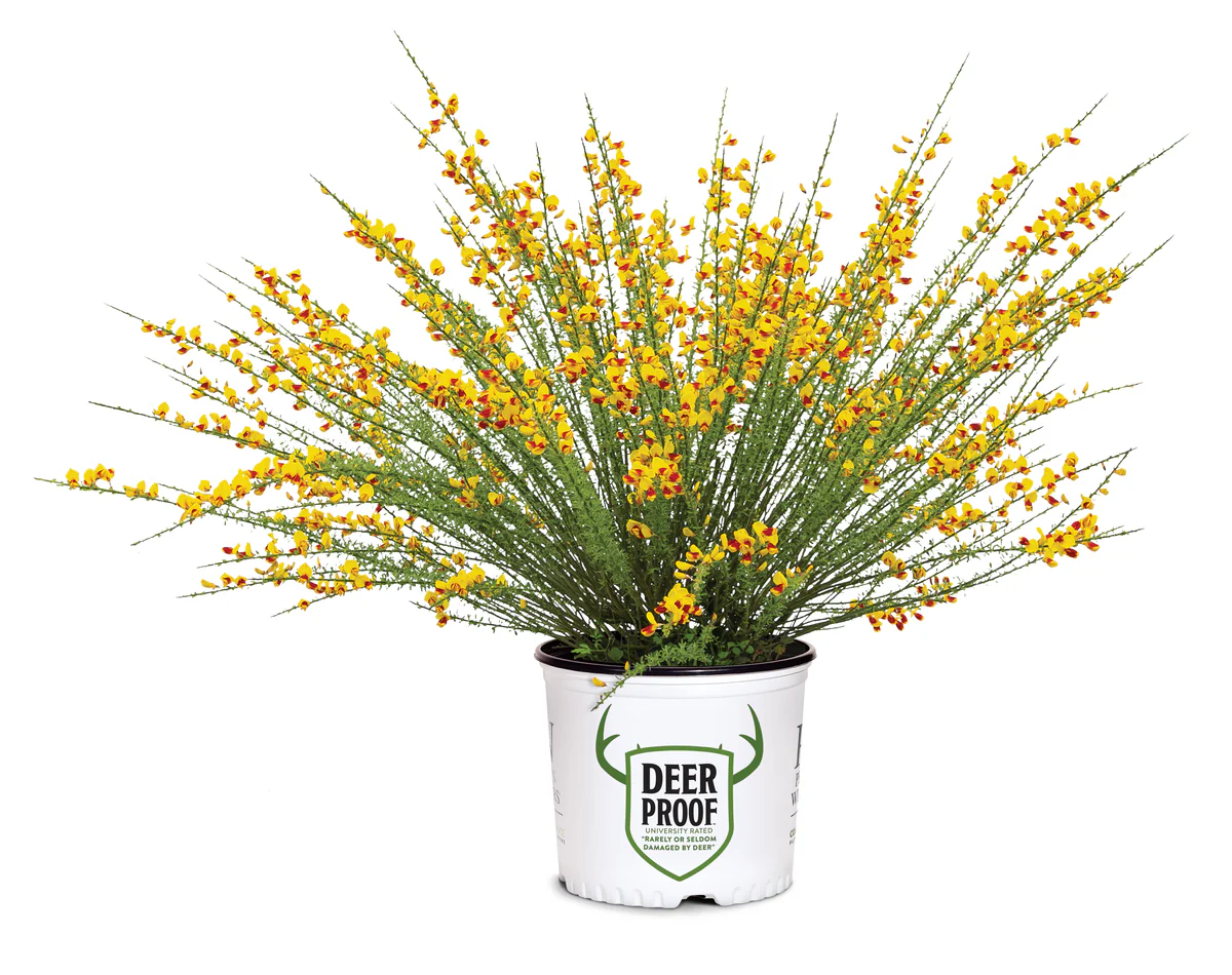 SISTER DISCO® Scotch Broom - Image 4