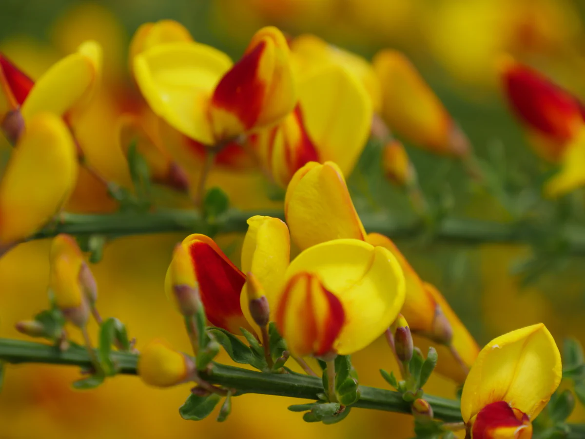 SISTER DISCO® Scotch Broom - Image 5