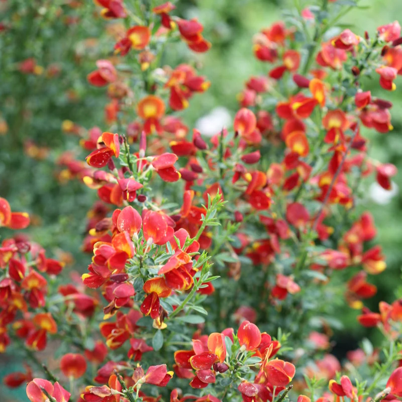 SISTER REDHEAD® Scotch Broom