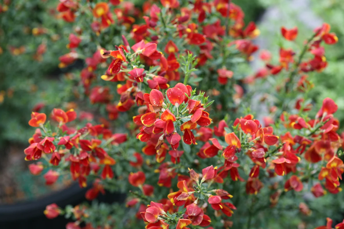 SISTER REDHEAD® Scotch Broom - Image 2