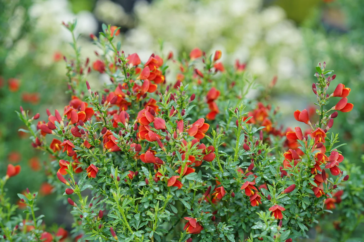 SISTER REDHEAD® Scotch Broom - Image 3