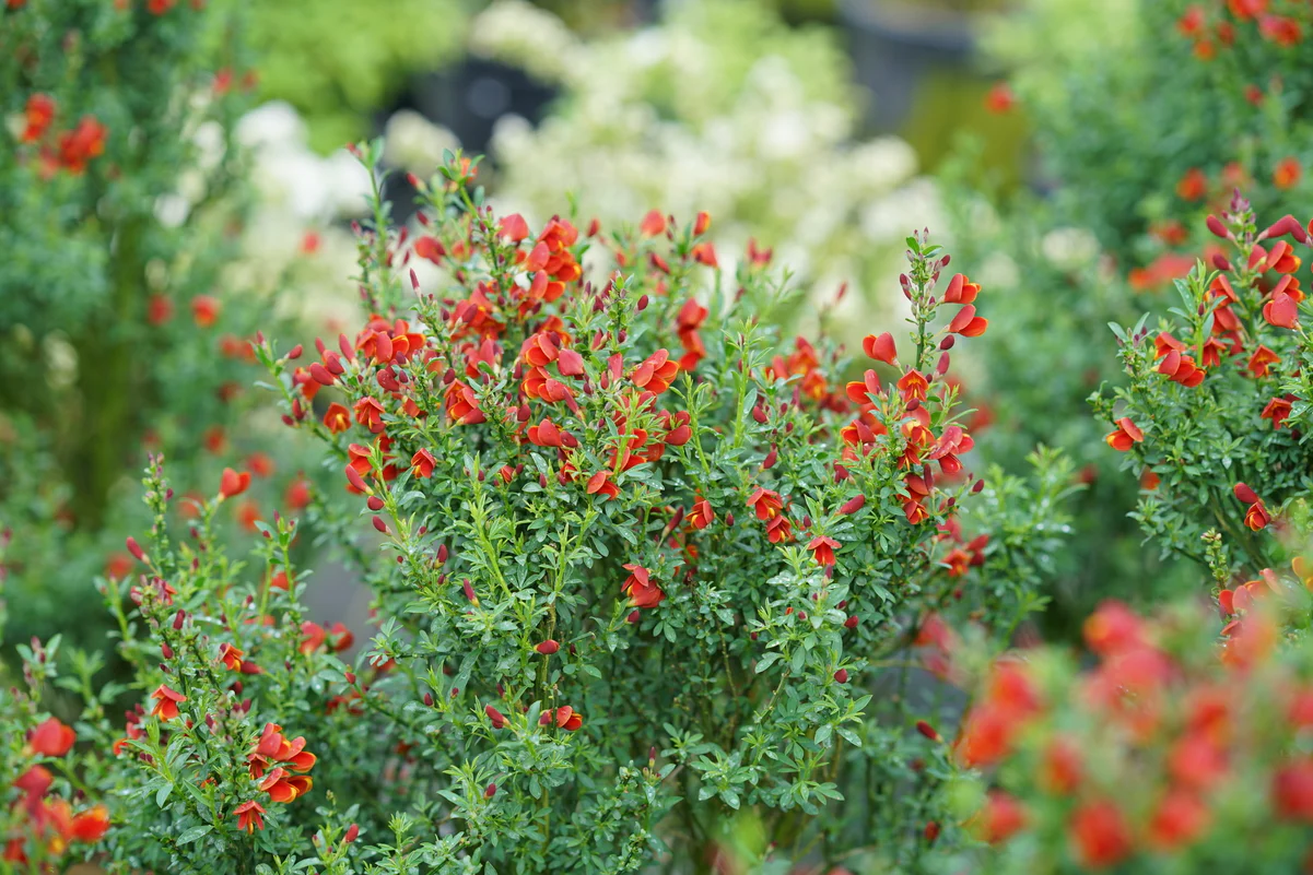 SISTER REDHEAD® Scotch Broom - Image 4