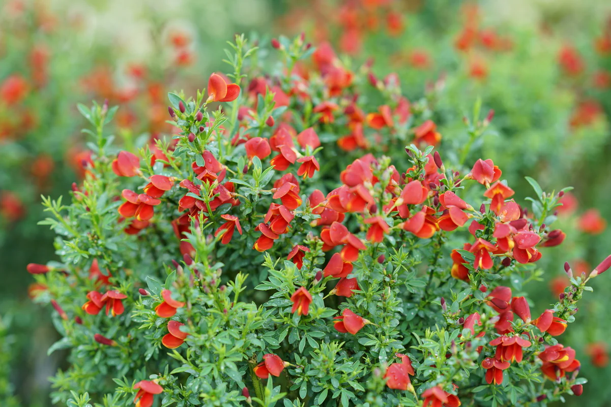 SISTER REDHEAD® Scotch Broom - Image 5