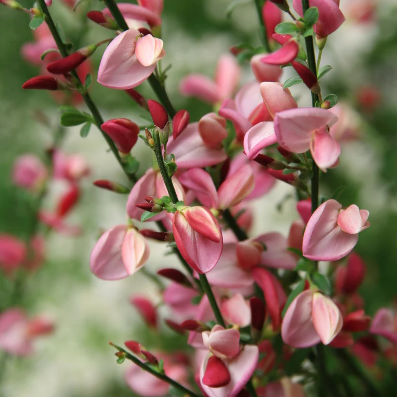 SISTER ROSIE® Scotch Broom