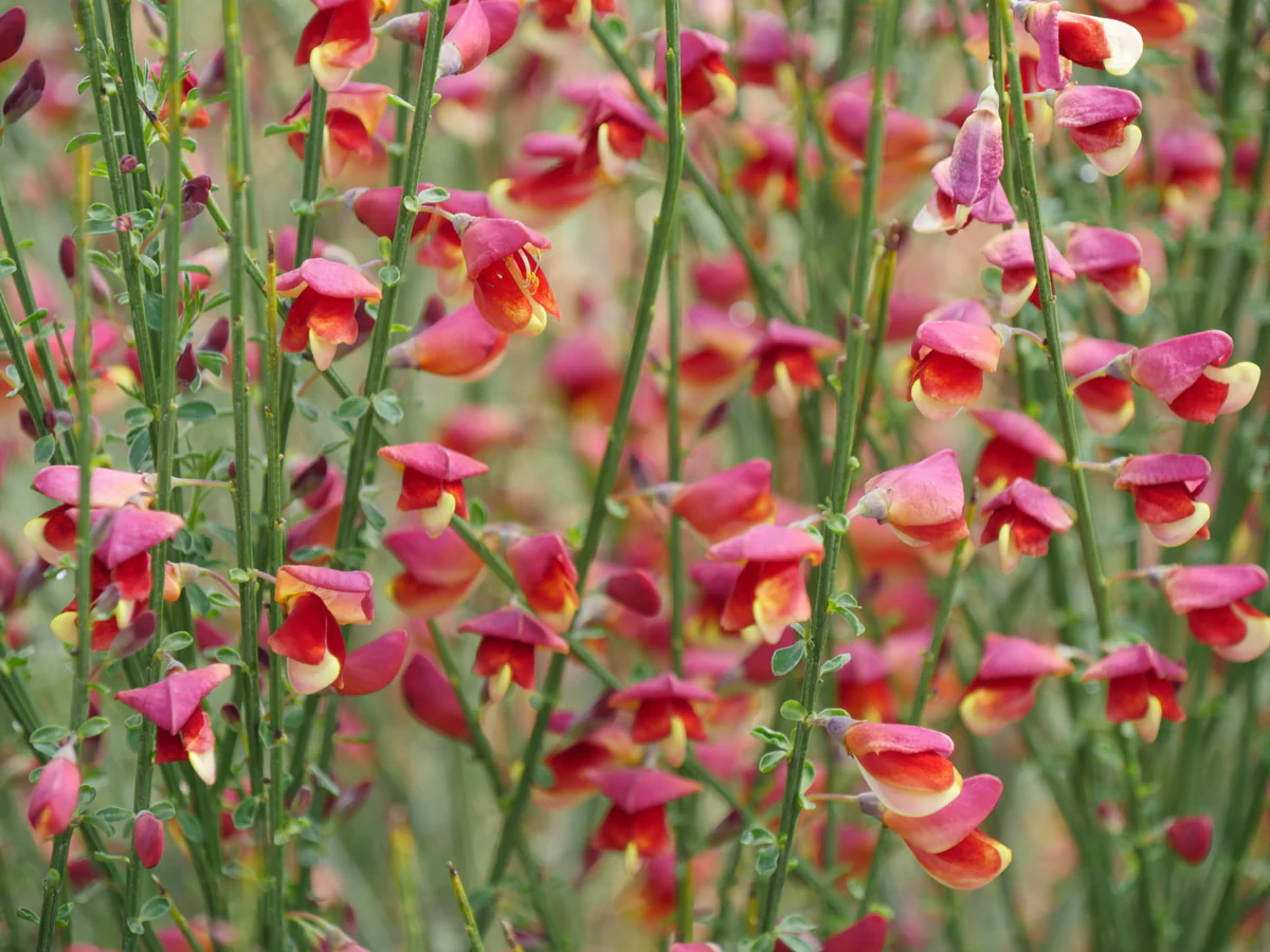 SISTER ROSIE® Scotch Broom - Image 2
