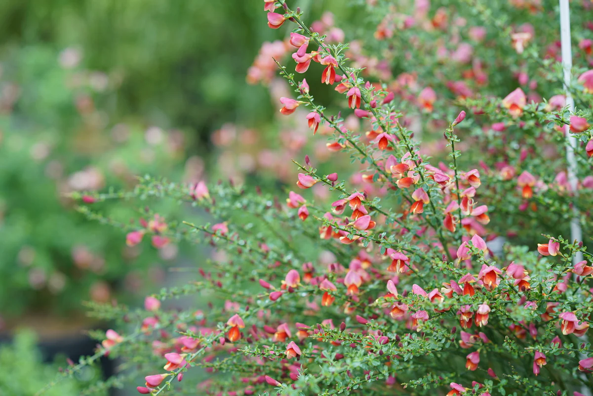 SISTER ROSIE® Scotch Broom - Image 3