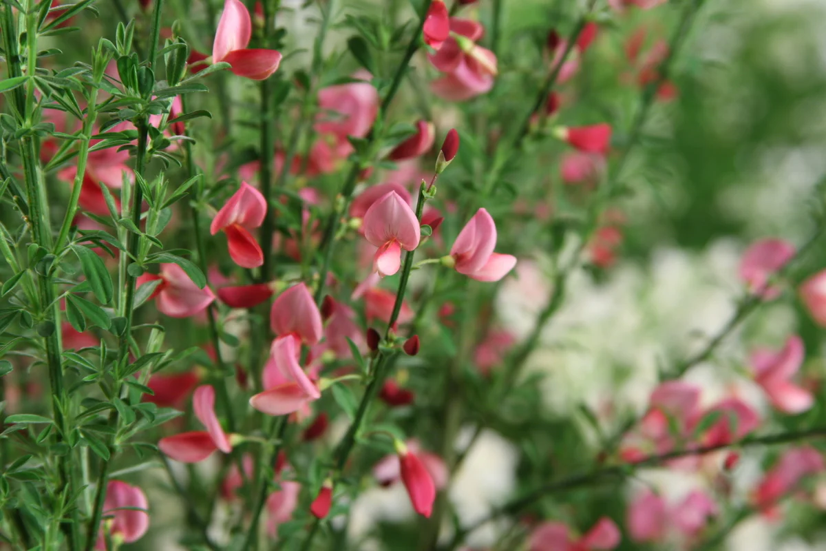 SISTER ROSIE® Scotch Broom - Image 4