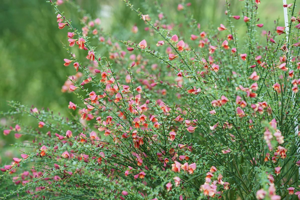 SISTER ROSIE® Scotch Broom - Image 5