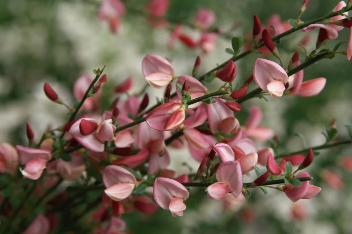 SISTER ROSIE® Scotch Broom - Image 6