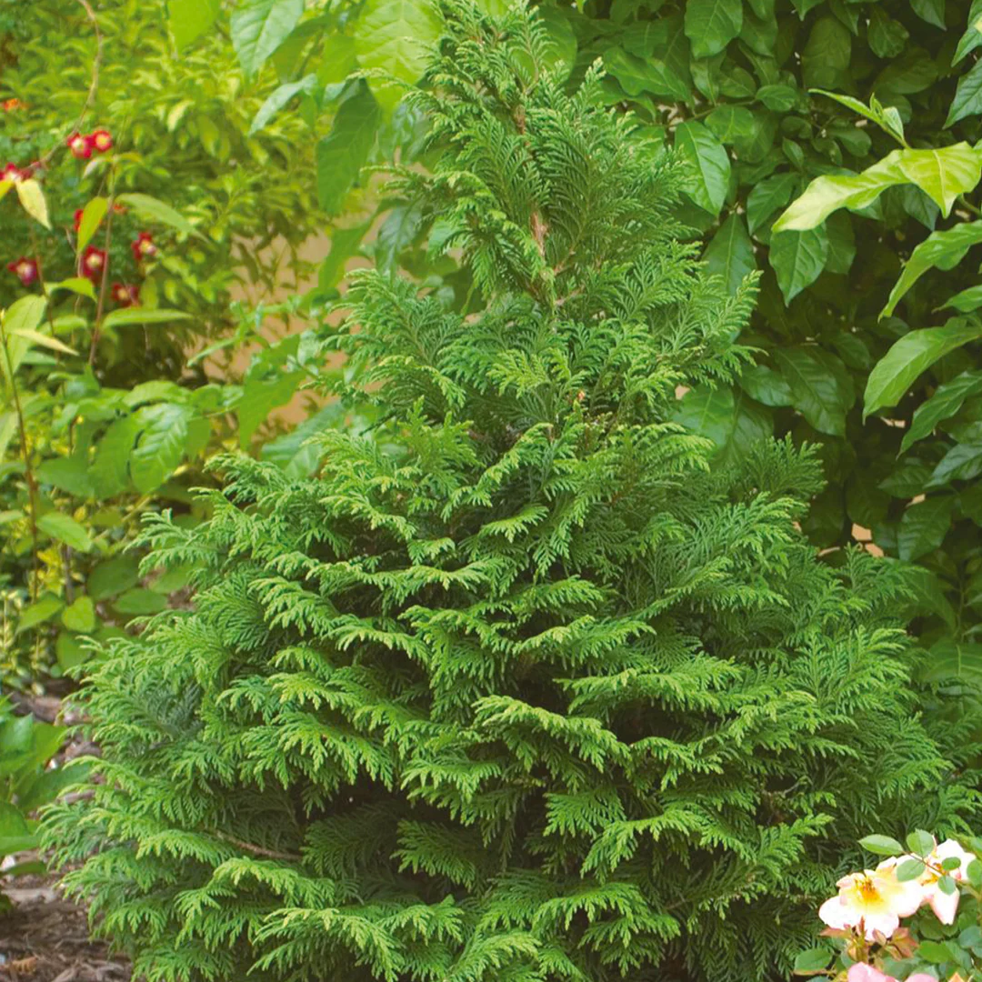 Chamaecyparis SOFT SERVE® False Cypress