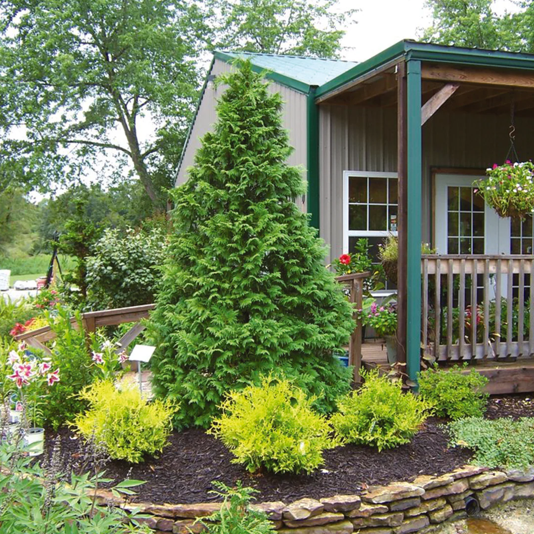 Chamaecyparis SOFT SERVE® False Cypress - Image 2