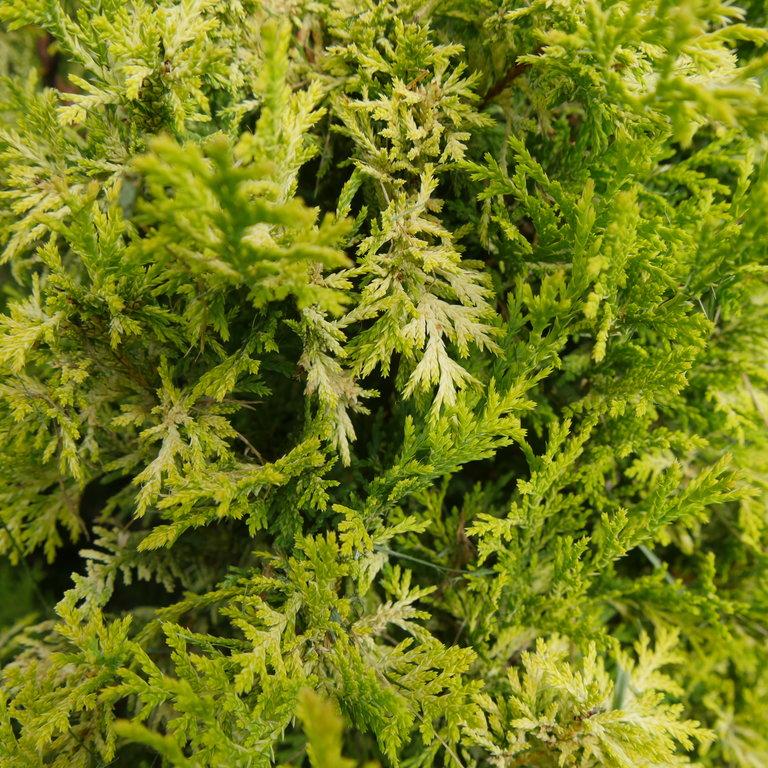Chamaecyparis SOFT SERVE® GOLD False Cypress