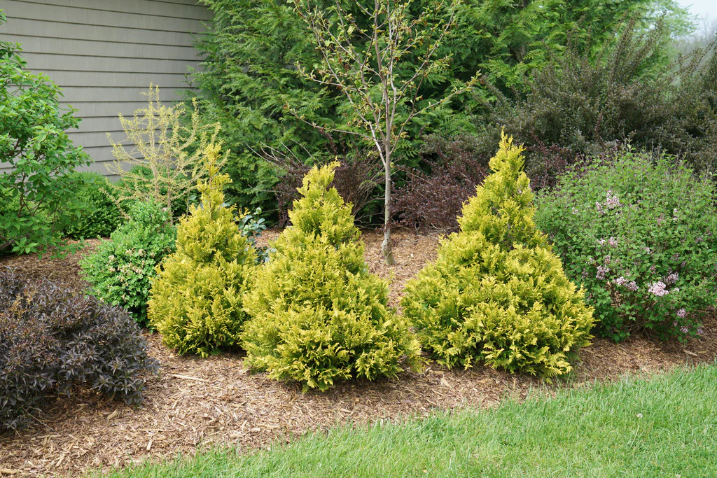Chamaecyparis SOFT SERVE® GOLD False Cypress - Image 2