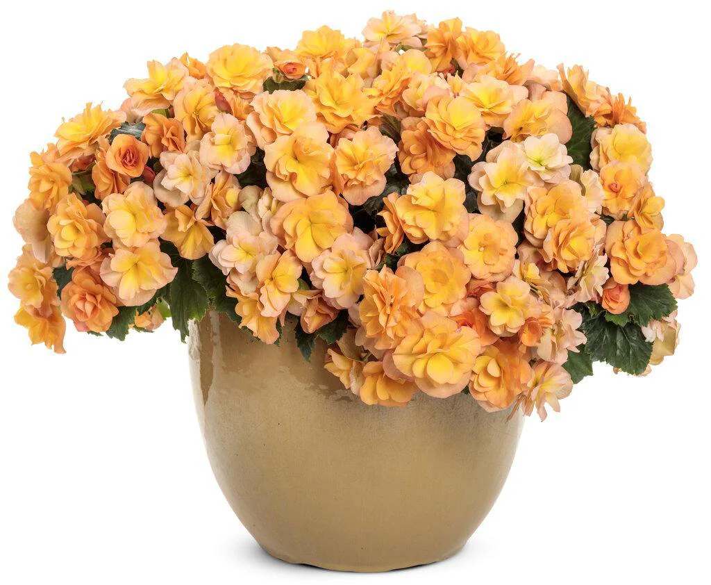 Solenia® Apricot Rieger Begonia | Proven Winners® - Image 2