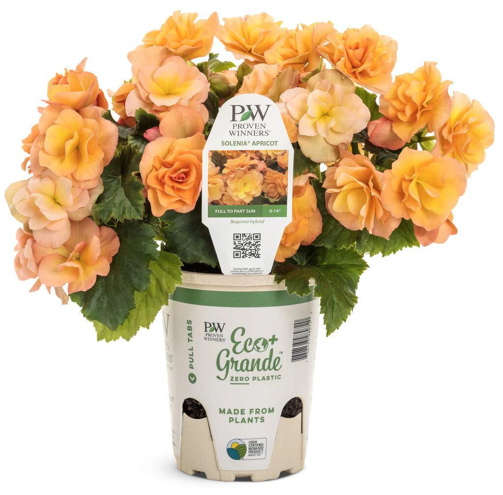 Solenia® Apricot Rieger Begonia | Proven Winners® - Image 3