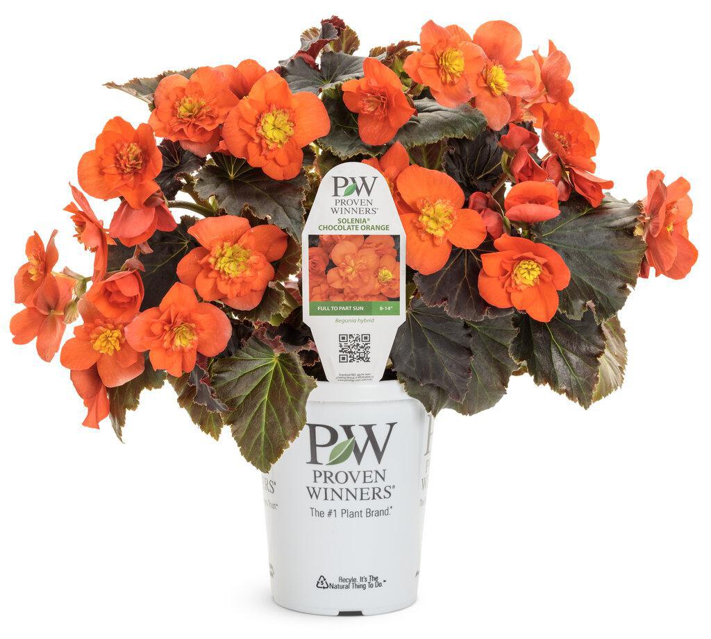 Solenia® Chocolate Orange Begonia | Proven Winners® - Image 2