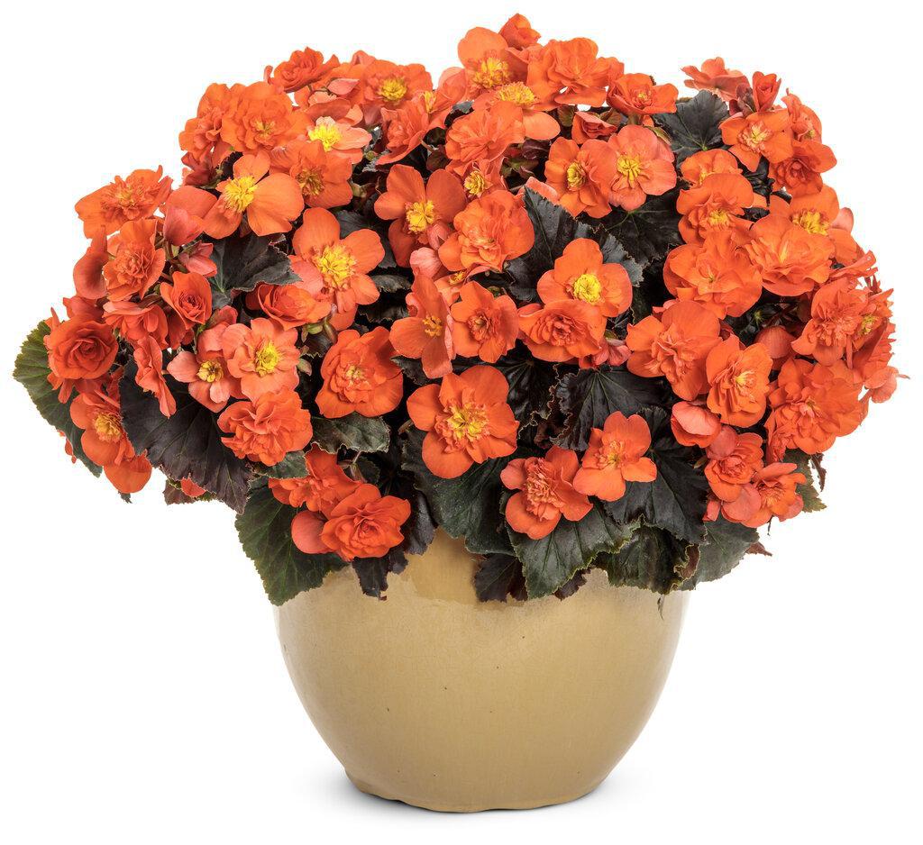 Solenia® Chocolate Orange Begonia | Proven Winners® - Image 3