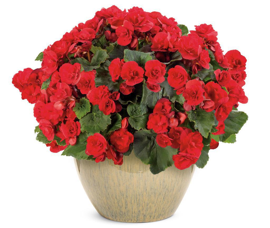 Solenia® Scarlet Rieger Begonia | Proven Winners® - Image 2